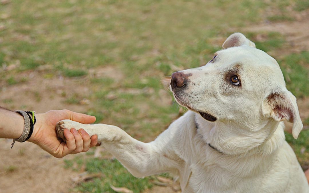 Emotional Support Dogs and Therapy Dogs: Understanding Their Roles and Benefits