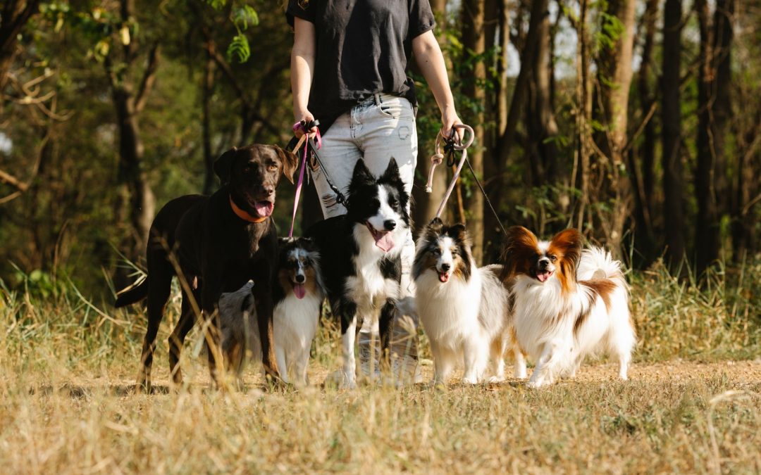 Exploring the Unique Characteristics of Different Dog Breeds