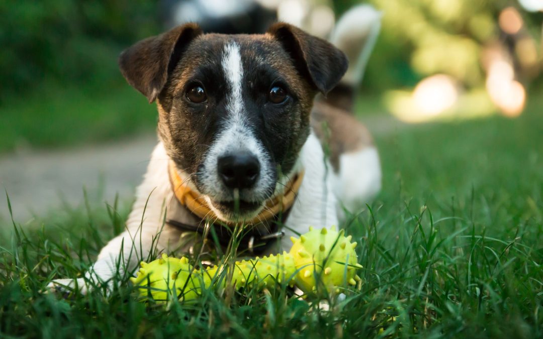 The Benefits and Drawbacks of Common Dog Toy Materials