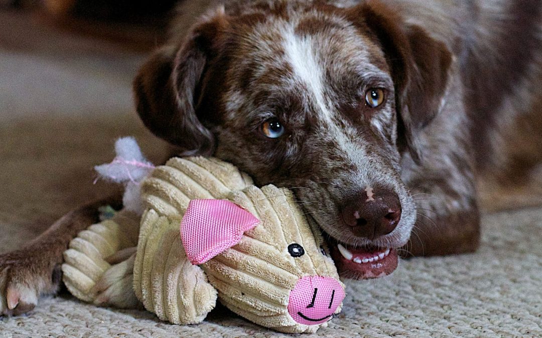 Keeping Your Dog Happy and Healthy with the Right Toys