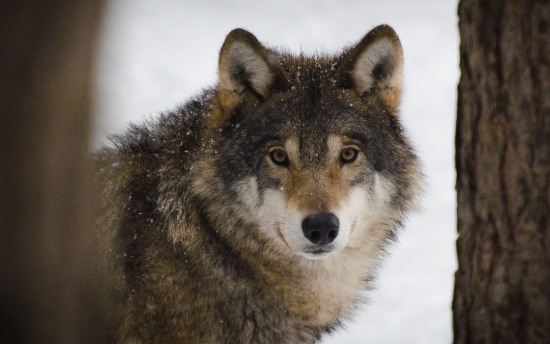 The Fascinating Evolution of Dogs: From Wolves to Beloved Companions