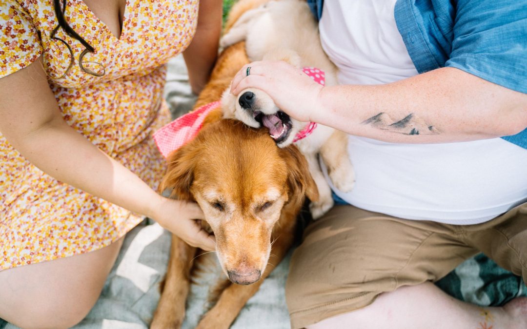 Understanding Your Dog’s Behavior and Body Language